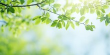 Nature's Vibrant Summer Scene With Lush Green Leaves On Branches Under Bright Sunlight.