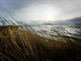 Wall Mural - wheat field at sunset