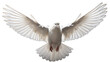 a white dove flying in the air