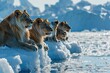 A herd of african lions and lioness and cubs on a floating iceberg in the middle of the ocean