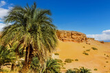 Fototapeta Góry - palm trees in the Sahara desert near the Timimoun in the Algeria