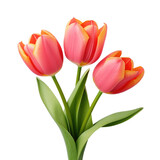 Fototapeta Tulipany - Tulips on white background for decorating projects