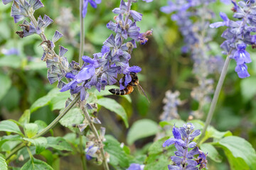 Wall Mural - Honey bee flying and collecting nectar pollen around garden sage flowers (Salvia officinalis) in the morning. Northern, Thailand.