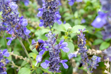 Wall Mural - Honey bee flying and collecting nectar pollen around garden sage flowers (Salvia officinalis) in the morning. Northern, Thailand.