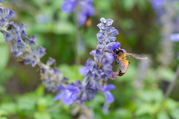 Wall Mural - Honey bee flying and collecting nectar pollen around garden sage flowers (Salvia officinalis) in the morning. Northern, Thailand.