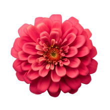 Flower -  Zinnia Flowers   Meaning Thoughts Of Absent Friend Top View (3)
