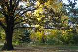 Fototapeta Miasta - autumn in the park
