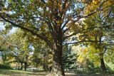 Fototapeta Miasta - tree in the park