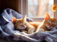 Orange Tabby Kittens Sleeping By The Window, Tabby Kittens, Kitten, Cat, House Cat, Sleepy Cat, Sleepy Kitten, Home, Sweet Home