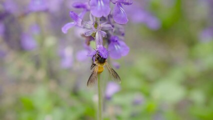 Wall Mural - Honey bee flying and collecting nectar pollen around garden sage flowers (Salvia officinalis) in the morning. Northern, Thailand.