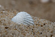 Muszelka na plaży (Shell on the beach)