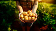 A man holding a box with fresh Delicious potatoes on the farm, full of organic products. view from above. AI GENERATE
