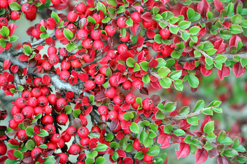 Sticker - In the autumn, a decorative bush of the cotoneaster horizontalis grows in the garden