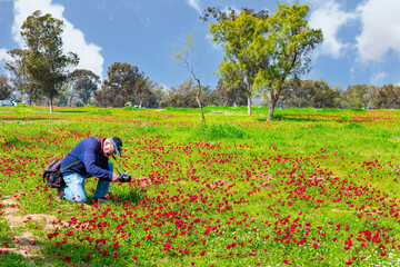 Sticker - Photographer takes pictures red anemones