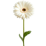 single stem white gerbera with green leaves on a transparent background