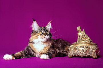 Wall Mural - Big beautiful Maine Coon kitten on purple background...