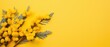 Spring branch blooming with yellow mimosa flowers with green leaves on a yellow background close up. Space for text