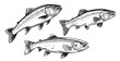 Trout fish set in hand drawn strokes. Vector