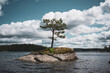 tree on rock in the lake