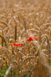 wheat field with poppies