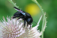 A Macro Shot Of A Shiny Black Violet Carpenter Bee, Xylocopa Violacea, On A Purple Flower