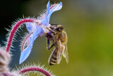 Biene (Westliche Honigbiene - Apis mellifera) an blauer Borretsch Blüte (Borago officinalis) in Baden-Württemberg, Deutschland