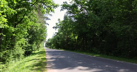 Wall Mural - paved road with trees in the forest in sunny weather, trees along the paved road for cars