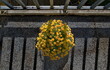 Letzte Asternblüten im Herbst auf einem Balkon