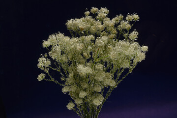 Wall Mural - A bunch of white flowers, gypsophila paniculata, under water with bubbles on the petals