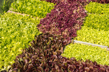 Wall Mural - Close up of red and green lettuces in an organic greenhouse.