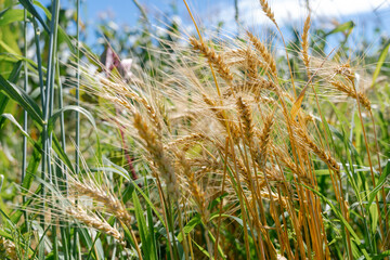 Wall Mural - Yellow agriculture field with ripe wheat and blue sky with clouds over it. Field of Southern Ukraine with a harvest.