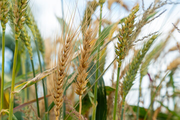 Wall Mural - Yellow agriculture field with ripe wheat and blue sky with clouds over it. Field of Southern Ukraine with a harvest.