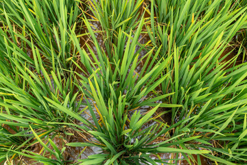 Poster - Landscape nature of rice field on rice paddy green color lush growing