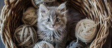 Small Gray Kitten In Basket Surrounded By Thread Loops, Viewed From Above.