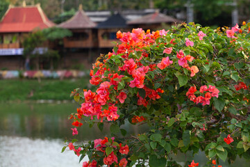 Wall Mural - Bougainvillea flower in the garden with nature background.