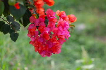 Wall Mural - Bougainvillea flower in the garden with nature background.