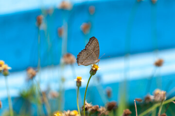 Wall Mural - butterfly sitting on a flower in a meadow in summer