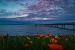 Flowers By The BC Ocean At Sunset