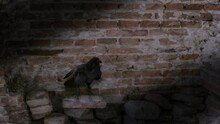 Raven Against A Brick Wall