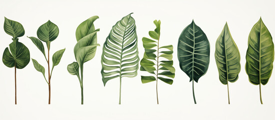 Wall Mural - Exotic plants, palm leaves, monstera on an isolated white background, watercolor vector illustration