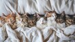 A Peaceful Gathering of Sleeping scottish Kittens in Bed