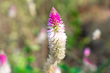 Sticker - Cockscomb or Chinese Wool Flower (Celosia argentea L.) in garden