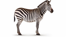 Zebra Isolated On White Background. AI Generative