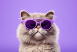 Fototapeta Zwierzęta - A smug-looking cat with oversized purple sunglasses on a purple backdrop