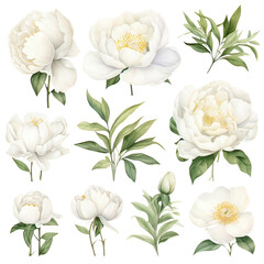 Canvas Print - Watercolor white Peony Clipart Collection on a transparent background 