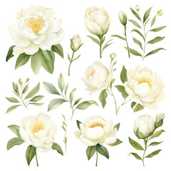 Sticker - Watercolor white Peony Clipart Collection on a transparent background 