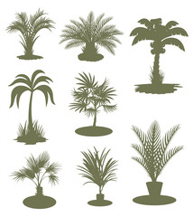 Wall Mural - Set of palm tree silhouettes on white background. Vector Illustration.