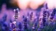 Generative AI : Lavender fields in Brihuega flowering