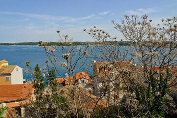 Wall Mural - Borgo marinaio di Rovigno, Istria. Croazia