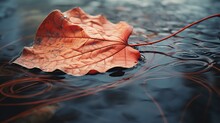 A Leaf Floating In Water